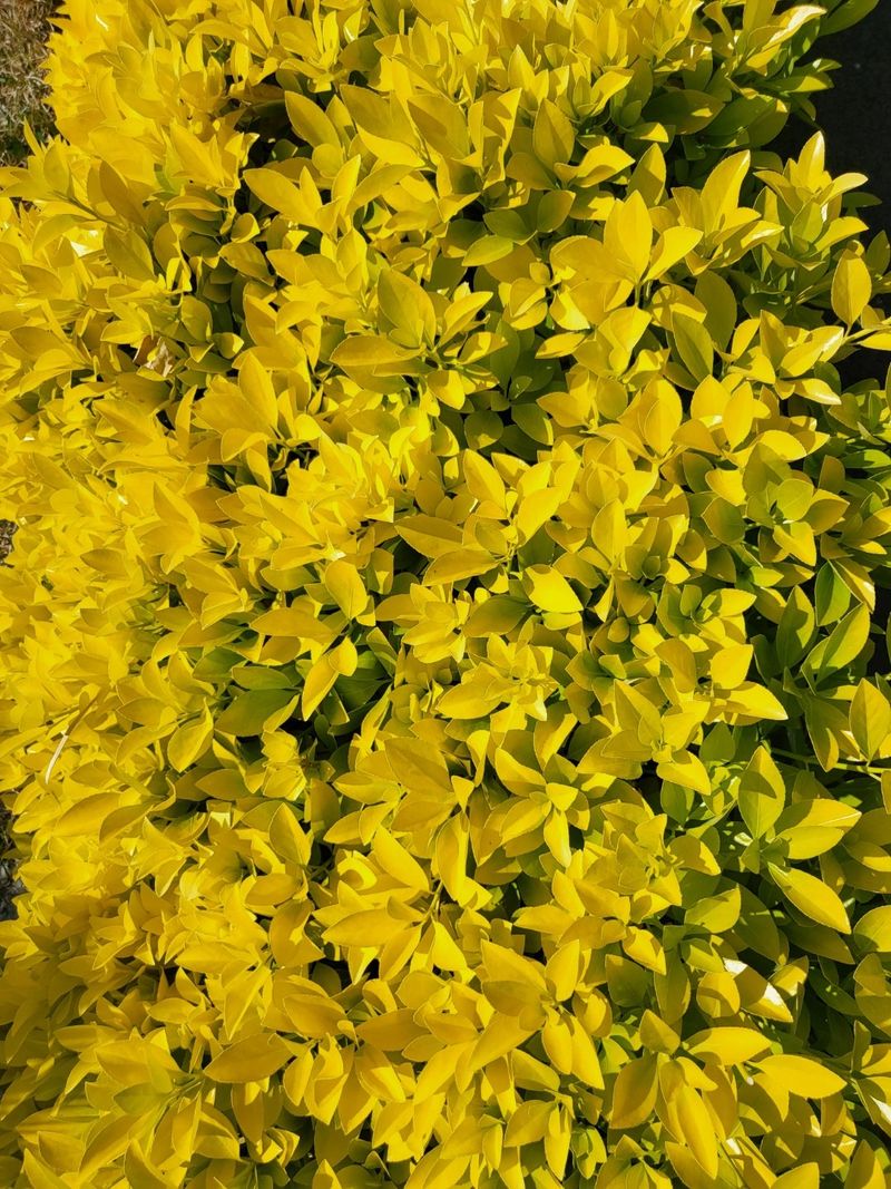 장터 상품 [황금사철 조경수] 썸네일