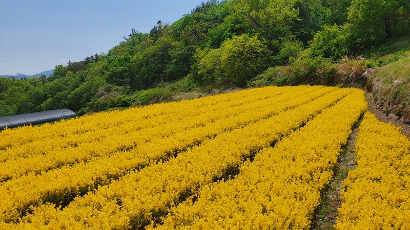 김은옥님의 장터 판매 상품 [황금사철 조경수] 첨부 사진