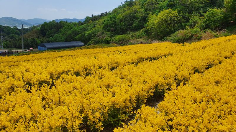 김은옥님의 장터 판매 상품 [황금사철 조경수] 첨부 사진