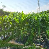 팜모닝 자유주제·자유게시판 게시글 이미지