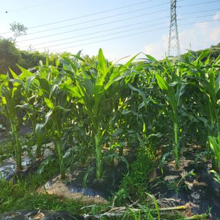 동호동 윤상임님의 자유주제 · 자유게시판 작성글 사진
