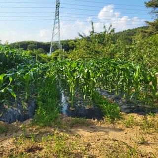 동호동 윤상임님의 자유주제 · 자유게시판 작성글 사진