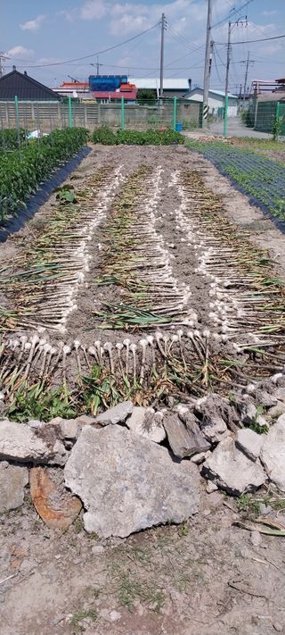 주말 텃밭 농부님의 마늘 · 수확 작성글 사진