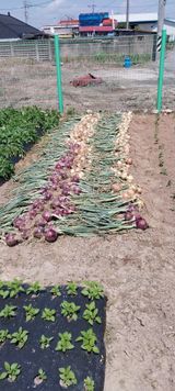 팜모닝 양파·자유게시판 게시글 이미지