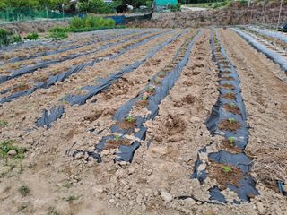 휴민트신님의 참깨 · 자유게시판 작성글 사진