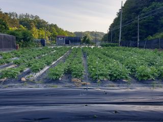 김형찬님의 감자 · 자유게시판 작성글 사진