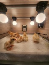 팜모닝 장터이야기·자유게시판 게시글 이미지