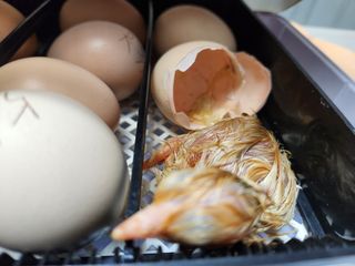 노아님의 장터이야기 · 자유게시판 작성글 사진