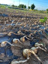 팜모닝 양파·자유게시판 게시글 이미지