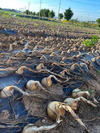 1004님의 양파 · 자유게시판 작성글 사진