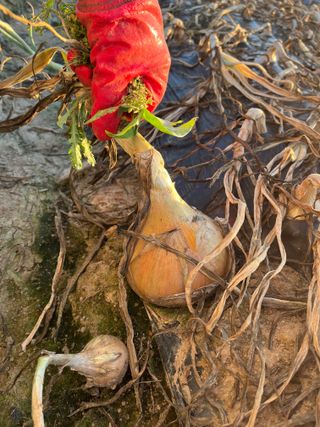 1004님의 양파 · 자유게시판 작성글 사진