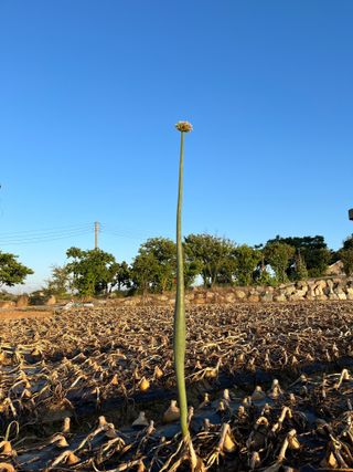 1004님의 양파 · 자유게시판 작성글 사진