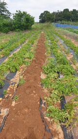 팜모닝 · 게시글 이미지