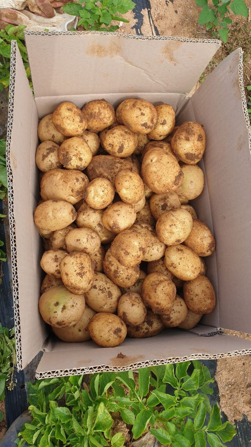 김영준님의 장터 판매 상품 [두백(수미)10키로] 첨부 사진