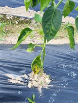 팜모닝 고추·병해충상담 게시글 이미지