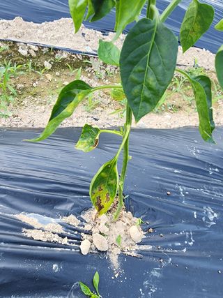 권춘화님의 고추 · 병해충상담 작성글 사진