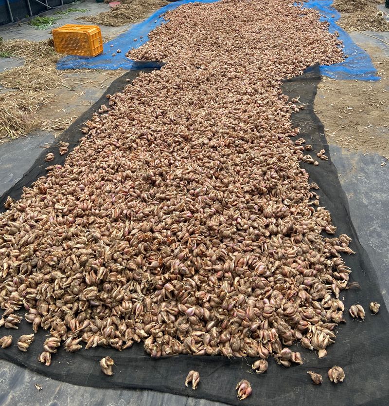 장터 상품 [쪽파 종구팝니다 키로2500원 최소주문 30키로 배송비 별도입니당] 썸네일