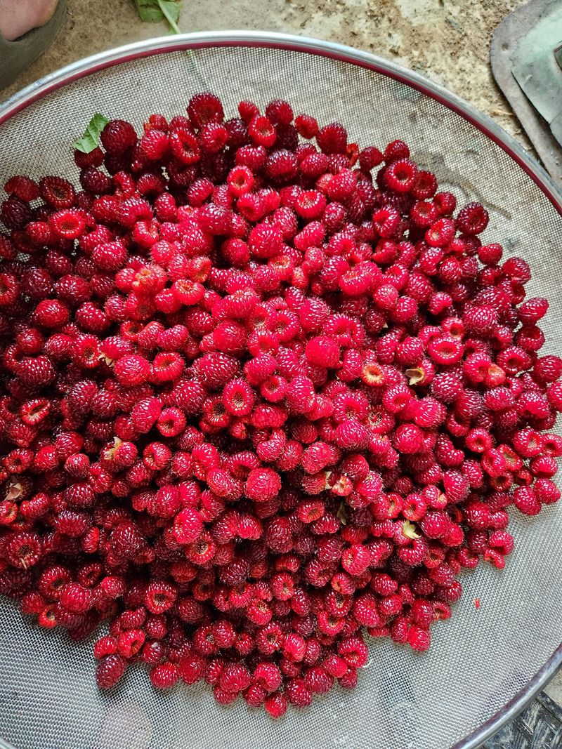 장터 상품 [산딸기1kg] 썸네일