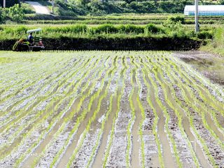 기원운님의 벼 · 자유게시판 작성글 사진