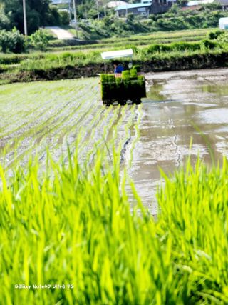 기원운님의 벼 · 자유게시판 작성글 사진
