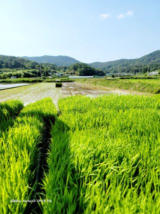 기원운님의 벼 · 자유게시판 작성글 사진