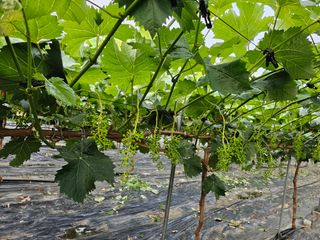 박종숙님의 포도 · 자유게시판 작성글 사진