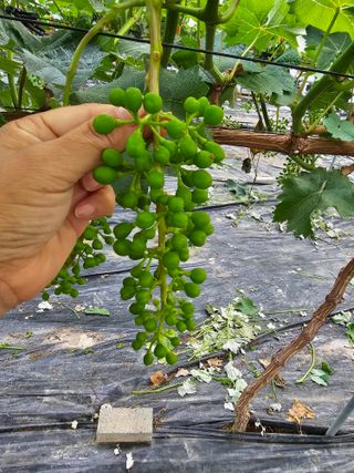 박종숙님의 포도 · 자유게시판 작성글 사진