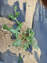 팜모닝 자유주제·자유게시판 게시글 이미지