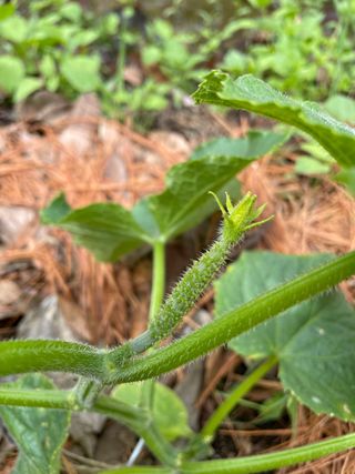 도곡님의 토마토 · 일상 작성글 사진