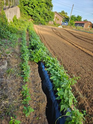 묽맑은 길 이영행님의 콩 · 자유게시판 작성글 사진