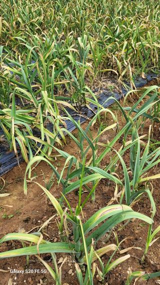 정상훈님의 마늘 · 품종•종자 작성글 사진