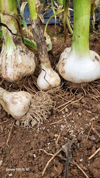 정상훈님의 마늘 · 품종•종자 작성글 사진