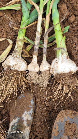 정상훈님의 마늘 · 품종•종자 작성글 사진