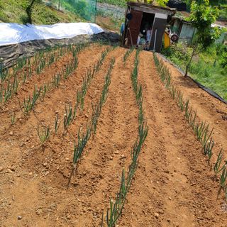 철우(이철우)님의 파 · 자유게시판 작성글 사진