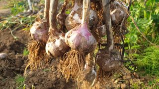 농부아내님의 감자 · 자유게시판 작성글 사진