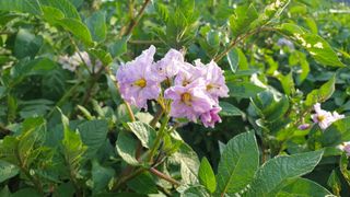 농부아내님의 감자 · 자유게시판 작성글 사진