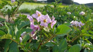 농부아내님의 감자 · 자유게시판 작성글 사진