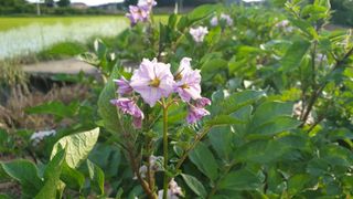 농부아내님의 감자 · 자유게시판 작성글 사진