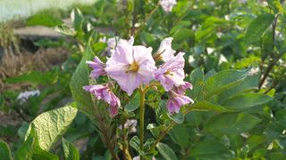 농부아내님의 감자 · 자유게시판 작성글 사진