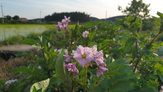 농부아내님의 감자 · 자유게시판 작성글 사진