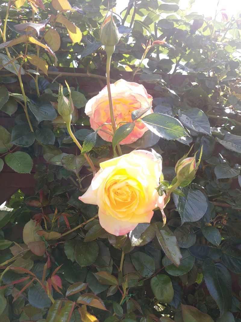 이현상님의 장터 판매 상품 [삶은 죽순 6키로] 첨부 사진