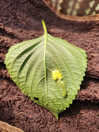 시지노인님의 들깨 · 병해충상담 작성글 사진