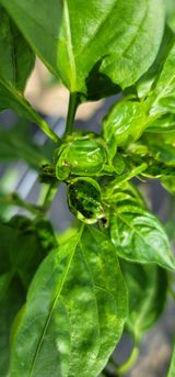 팜모닝 고추·병해충상담 게시글 이미지