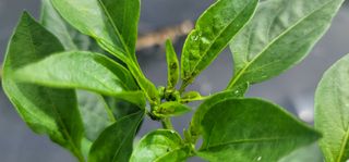 박진욱님의 고추 · 병해충상담 작성글 사진