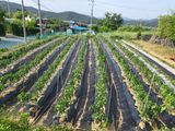 팜모닝 고추·파종•정식 게시글 이미지