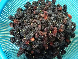 이용석님의 기타작물 · 자유게시판 작성글 사진