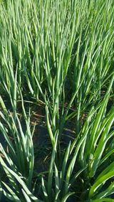 팜모닝 파·자유게시판 게시글 이미지