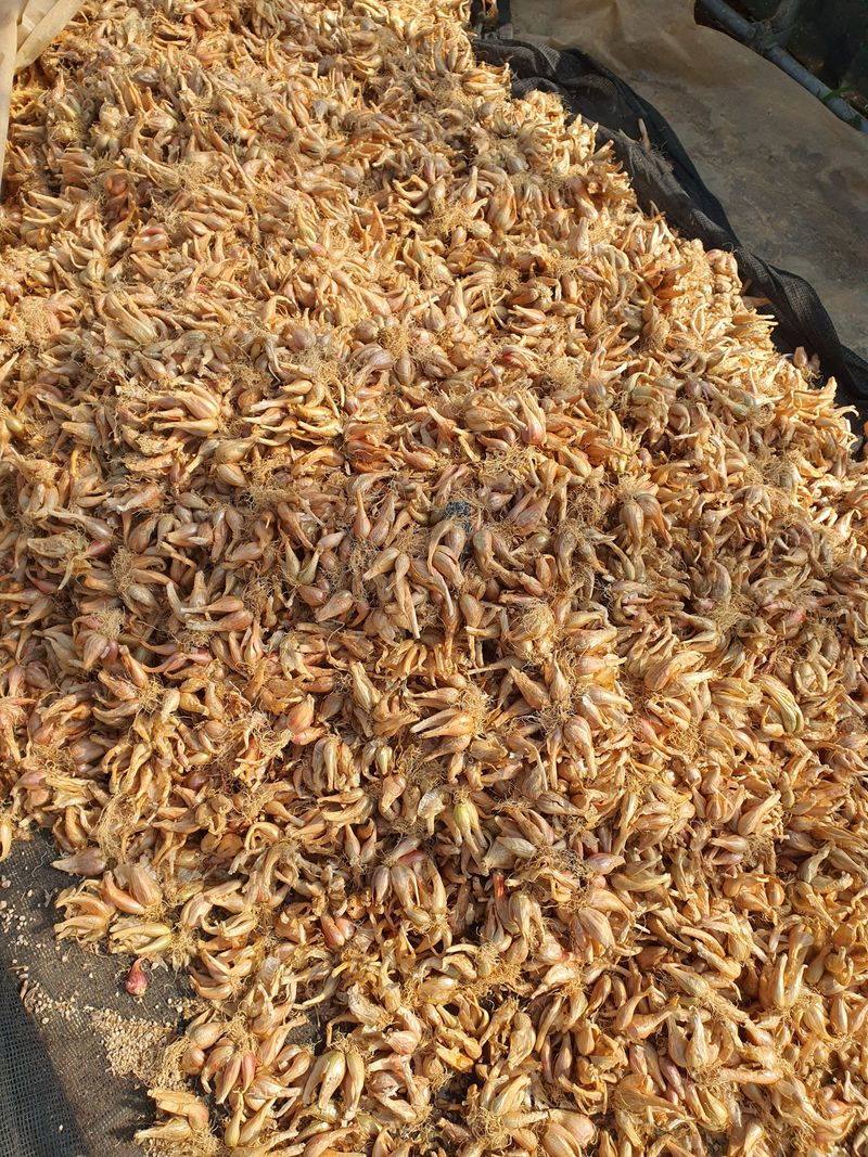 장터 상품 [중파와 쪽파 21kg] 썸네일