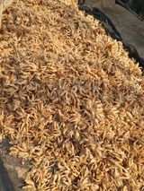 팜모닝 · 게시글 이미지