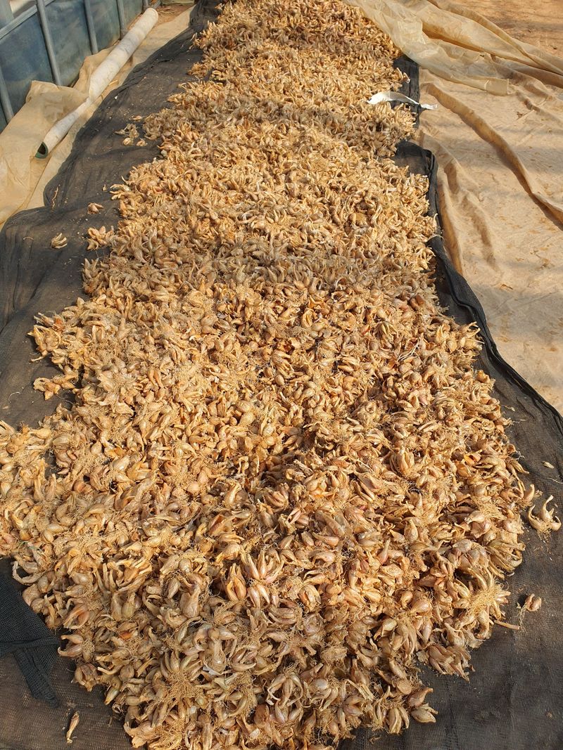 그린팜님의 장터 판매 상품 [중파와 쪽파 21kg] 첨부 사진